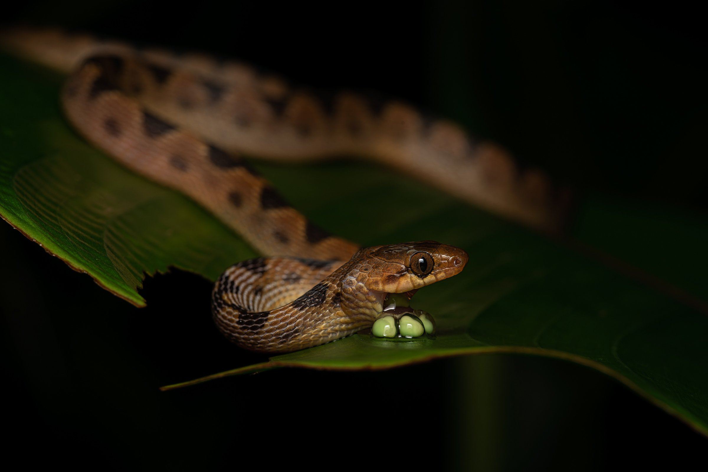 Rainforest After Dark