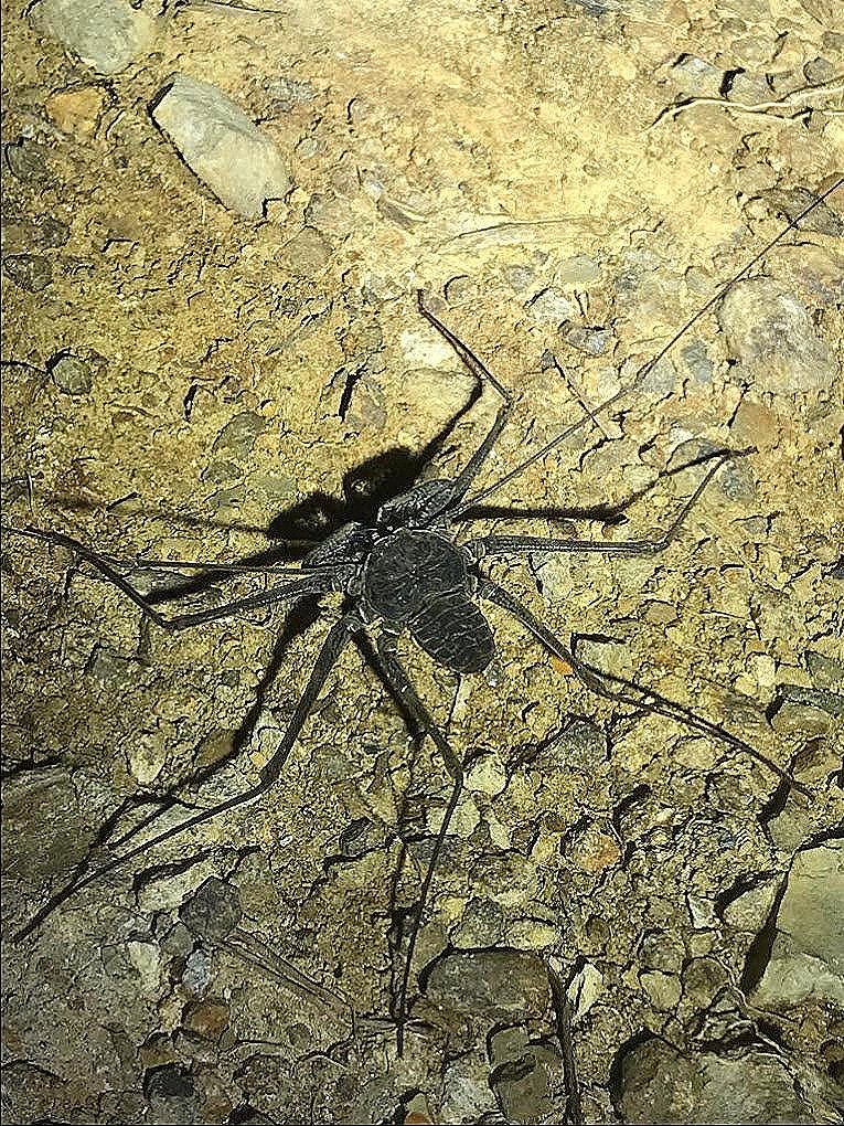 Wildlife encounter in Corcovado National Park rainforest