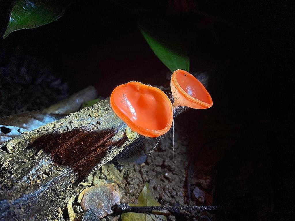 Costa Rica rainforest biodiversity - Corcovado wildlife observation