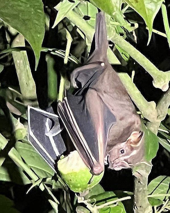 Wildlife photography from guided rainforest tour in Costa Rica