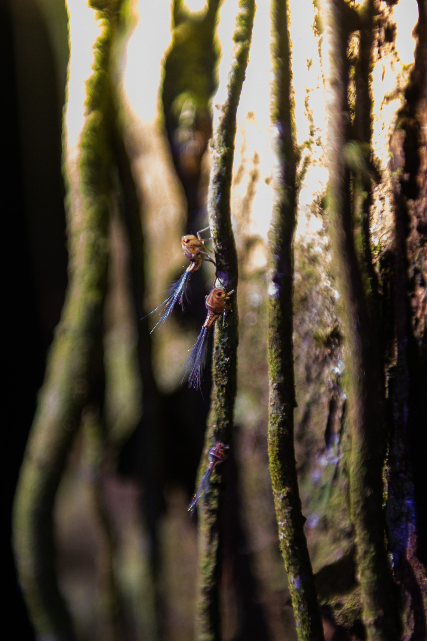 Planthoppers (Fulgoridae) photographed on a night tour - Insect biodiversity of Costa Rica's rainforest