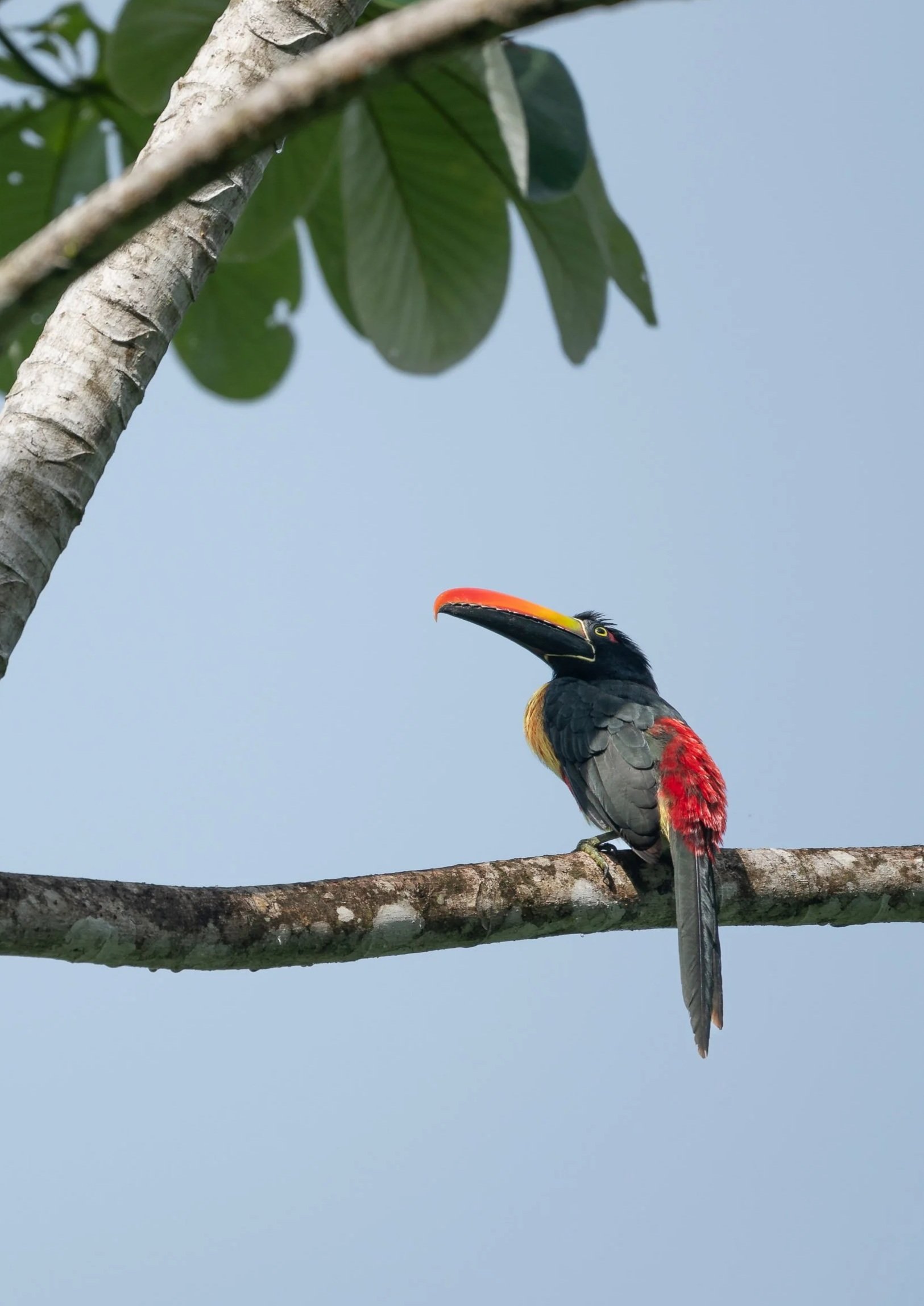 Collared Aracari (Pteroglossus torquatus) - Colorful toucan species in Costa Rica's Osa Peninsula