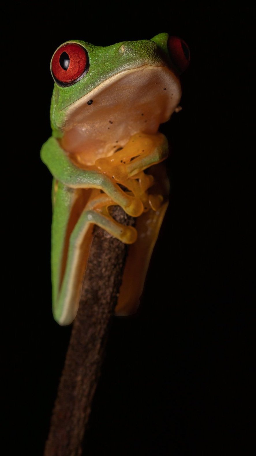Red-eyed Tree Frog (Agalychnis callidryas) - Iconic amphibian of Costa Rica's tropical rainforest