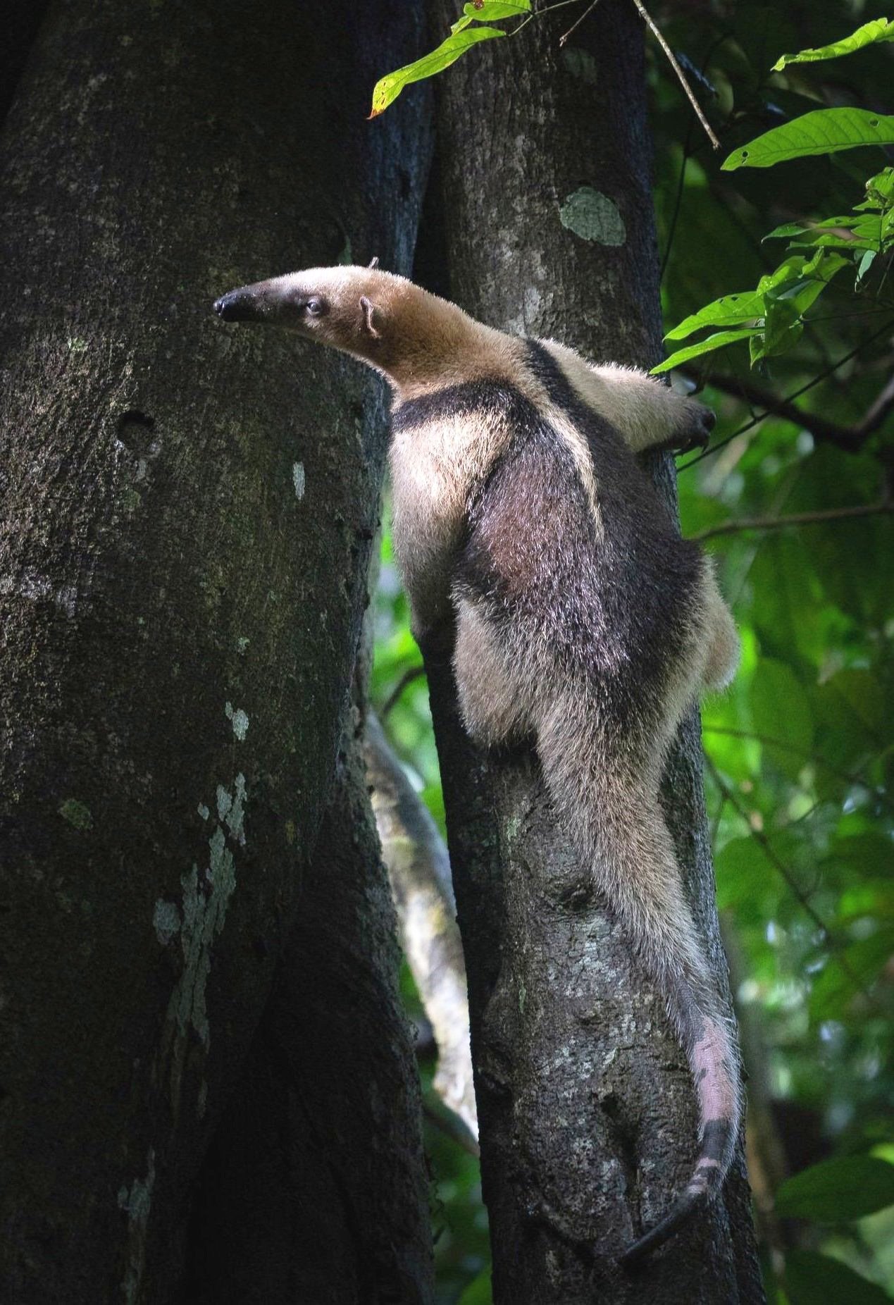 Northern Tamandua (Tamandua mexicana) - Lesser anteater foraging in Costa Rican rainforest