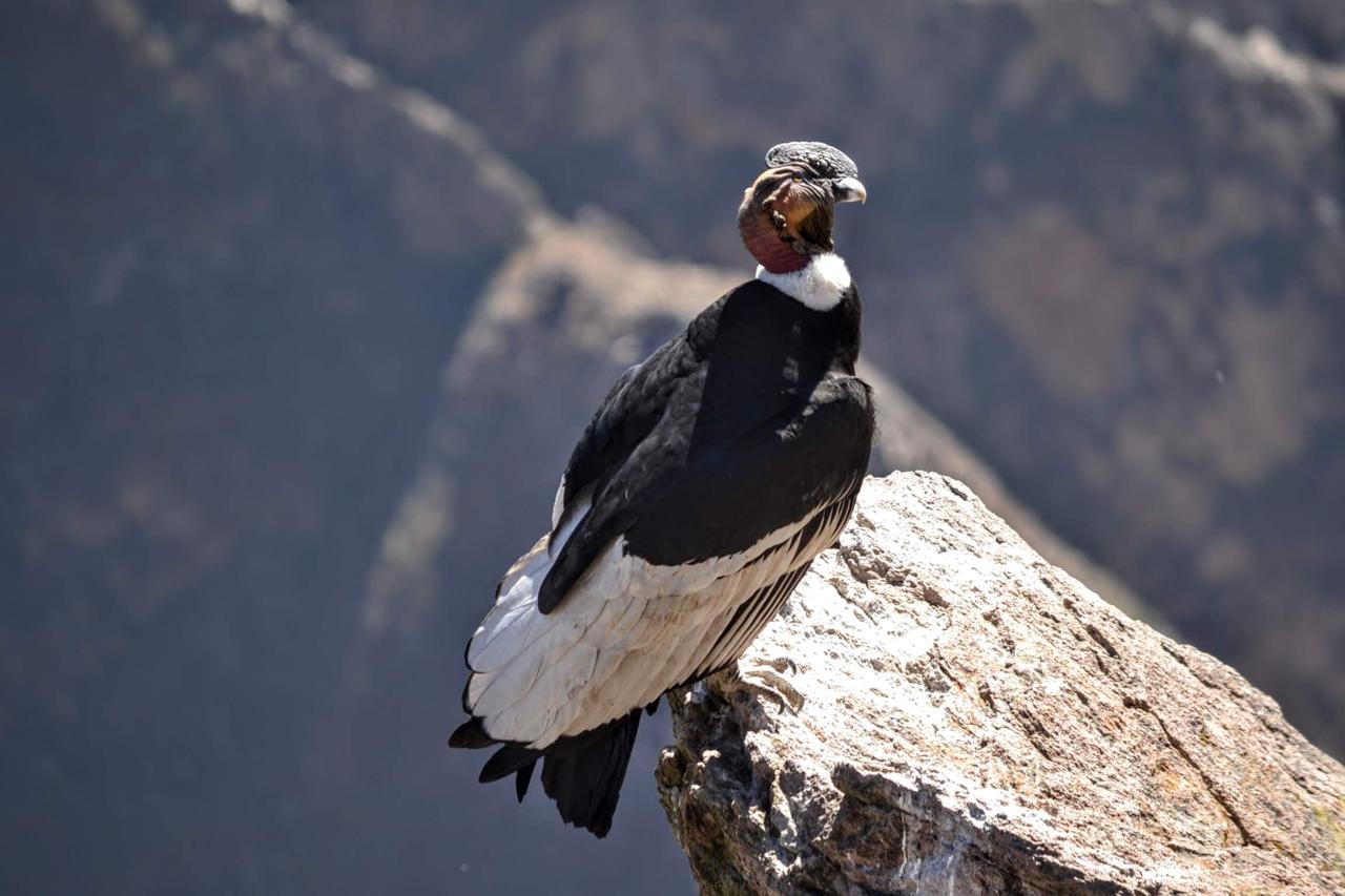 Peru 2026 — Andean Condor in the highlands