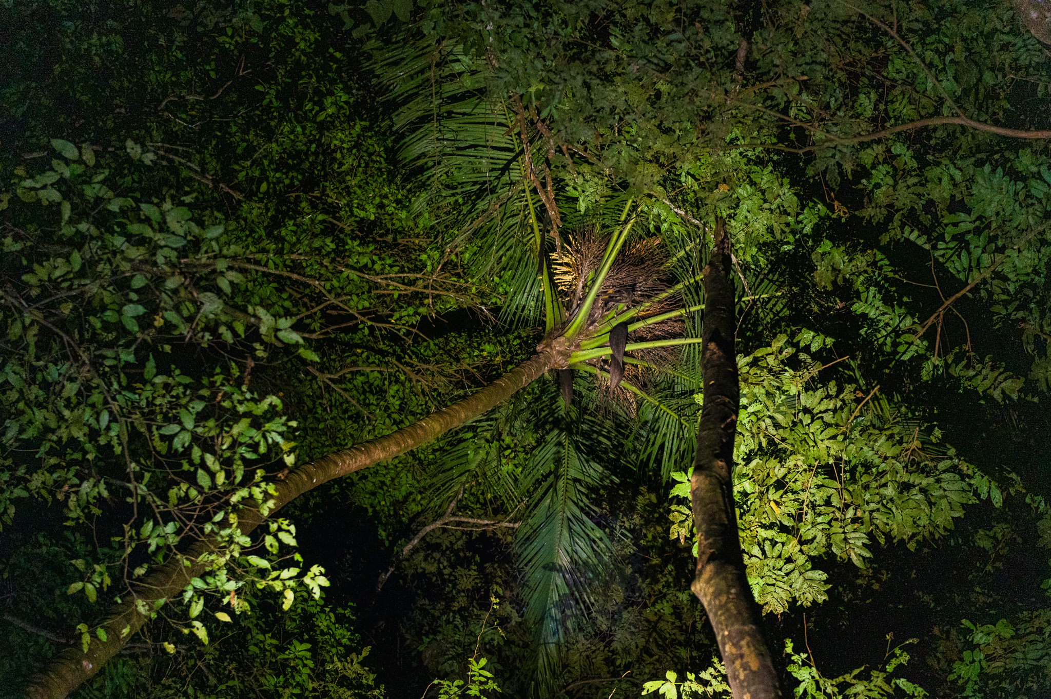 Rainforest canopy on a guided night tour - Corcovado National Park, Costa Rica