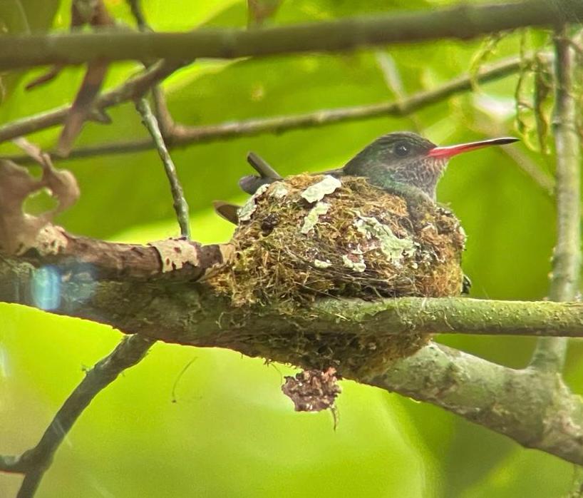 Hummingbird on its tiny nest in the rainforest - Osa Peninsula wildlife photography, Costa Rica