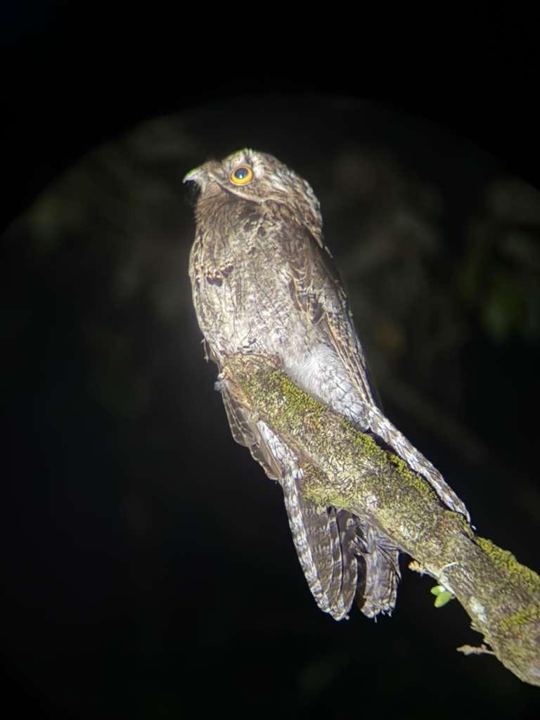 Common Potoo (Nyctibius griseus) - Cryptic nocturnal bird photographed on a Costa Rica night walk