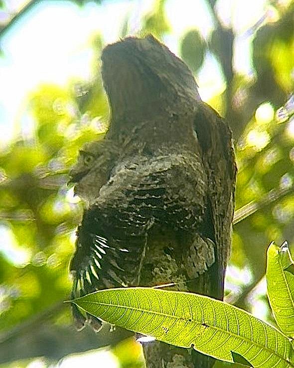 WhatsApp Image 2025-05-21 at 11.18.20 AM