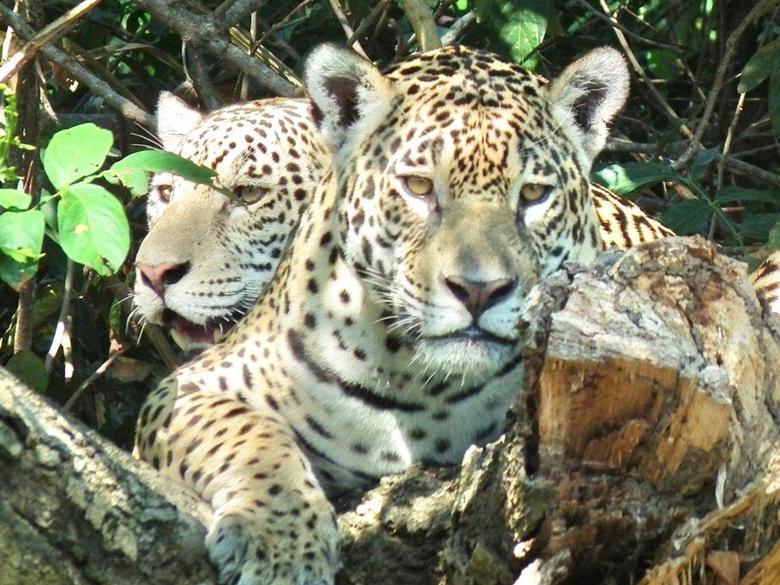 The Oso Perezoso Experience