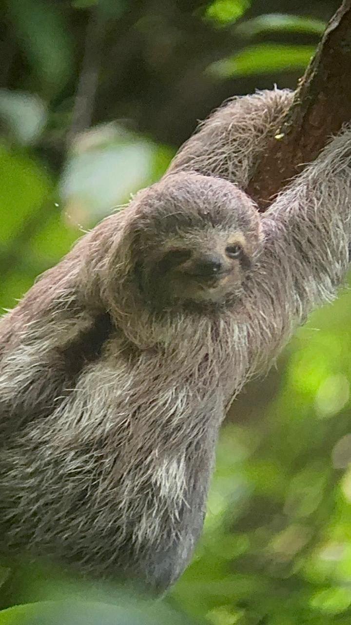 Corcovado National Park wildlife encounter on guided rainforest tour