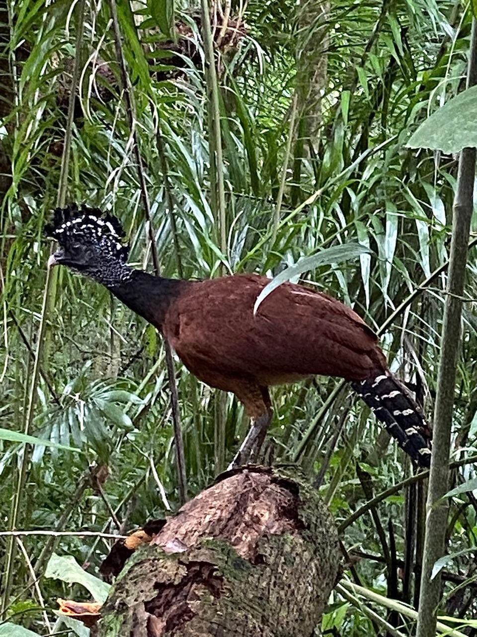 Osa Peninsula biodiversity - tropical species photographed in natural habitat