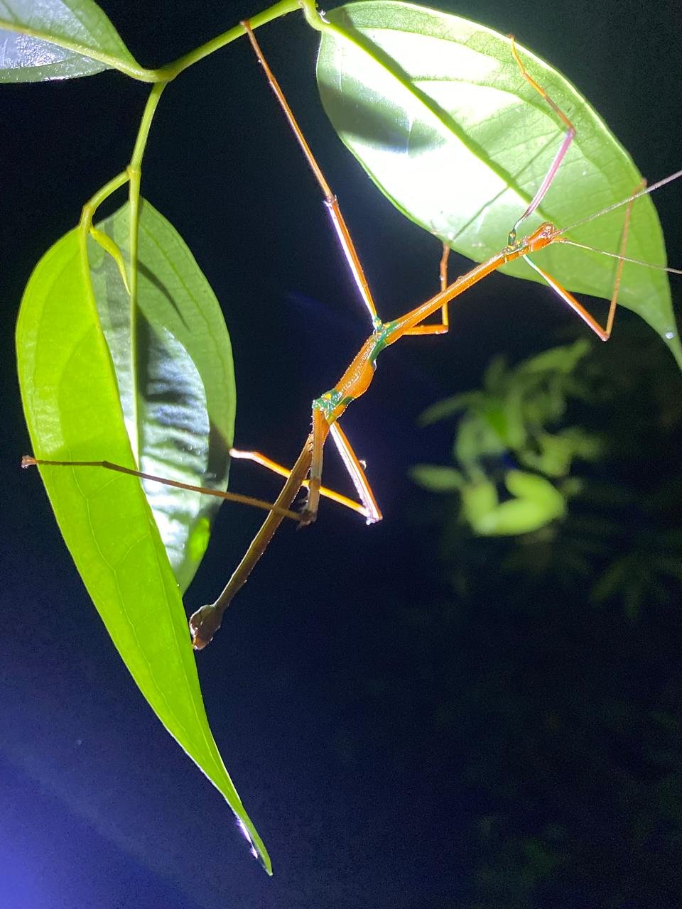 Costa Rica rainforest animal spotted during nature walk