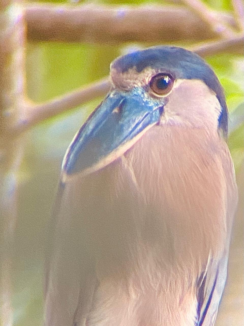 Wildlife observation in Corcovado - one of world's most biodiverse parks