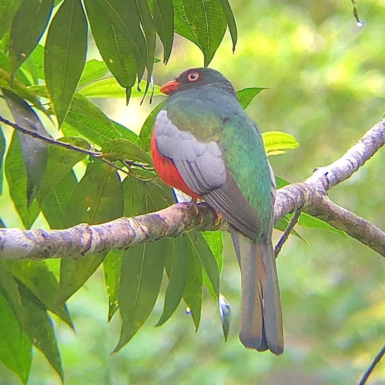 Tropical rainforest fauna captured by expert licensed local guide
