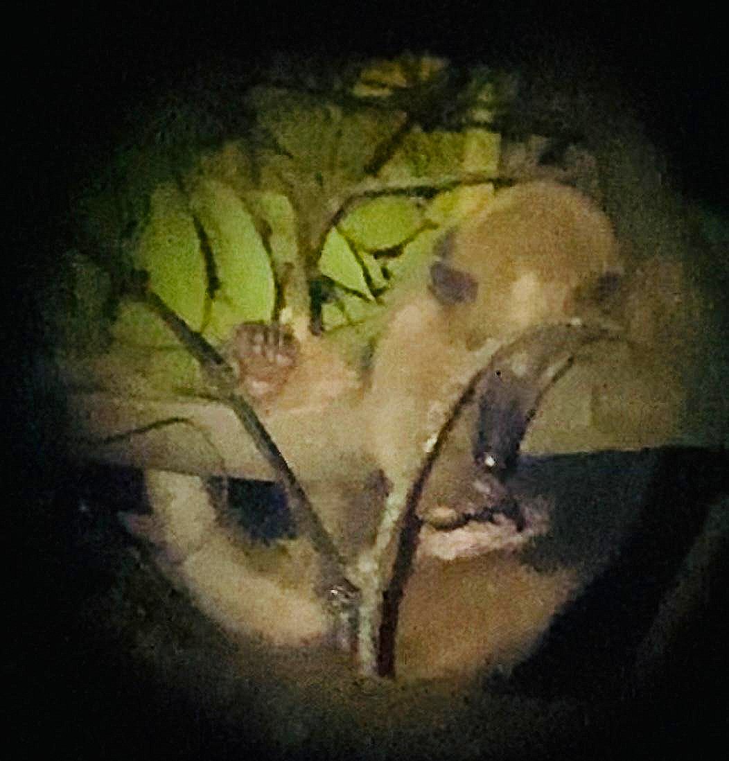 WhatsApp Image 2025-05-21 at 11.10.33 AM