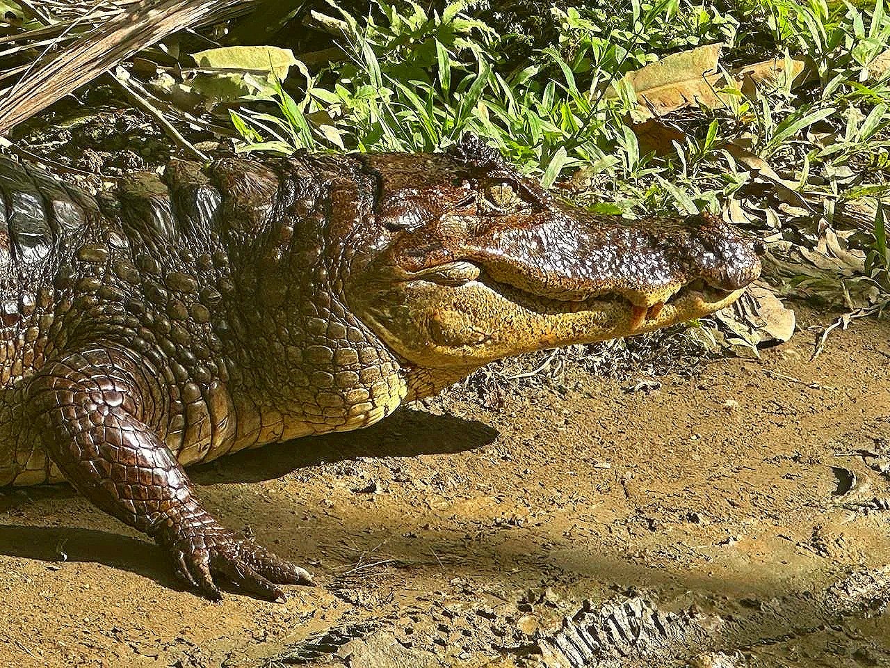Rainforest Day Experience