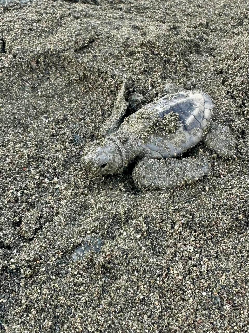 Sea turtle hatchling making its way to the ocean - Osa Peninsula coast, Costa Rica