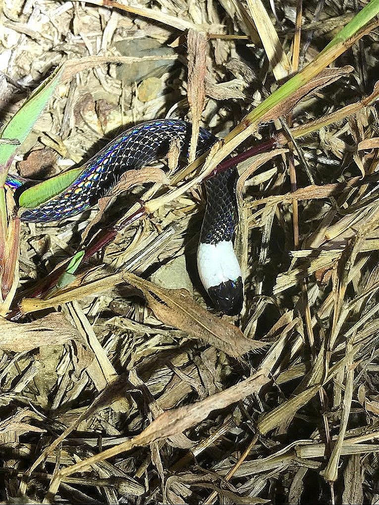 Black snake species photographed on night walk in Costa Rican rainforest