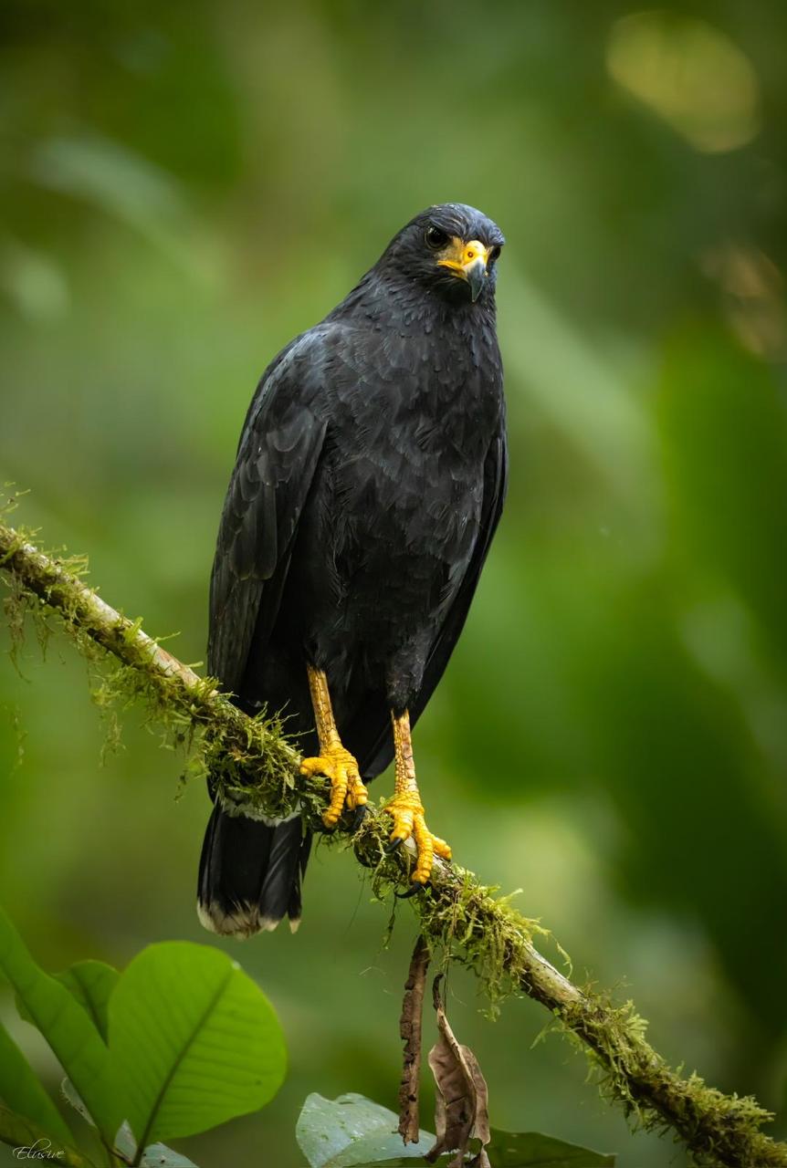 Common Black Hawk (Buteogallus anthracinus) perched in the rainforest - Osa Peninsula, Costa Rica