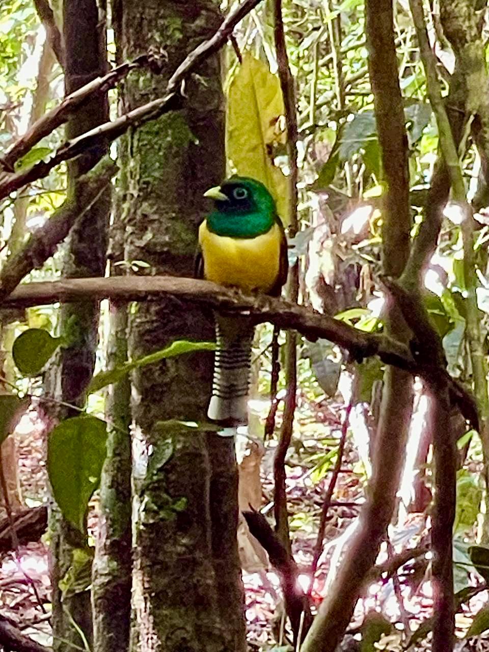 Black-throated Trogon (Trogon rufus) perched in the rainforest - Osa Peninsula, Costa Rica