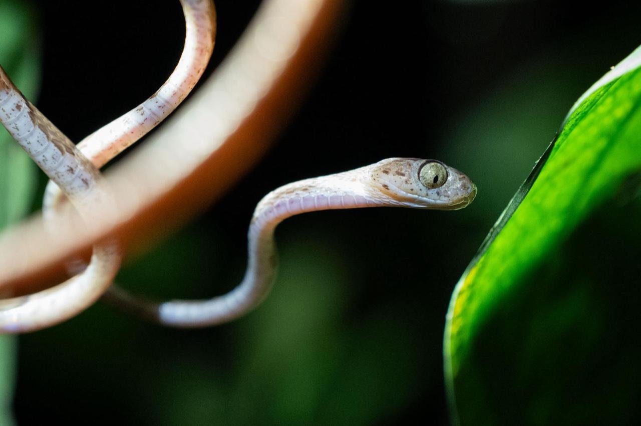 Blunthead Tree Snake (Imantodes cenchoa) - Slender nocturnal snake in Costa Rica tropical forest