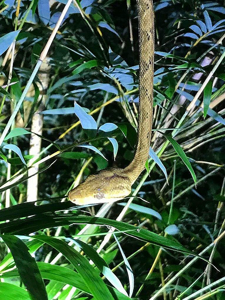Boa Constrictor (Boa imperator) coiled in rainforest - Costa Rica snake photography on night tour