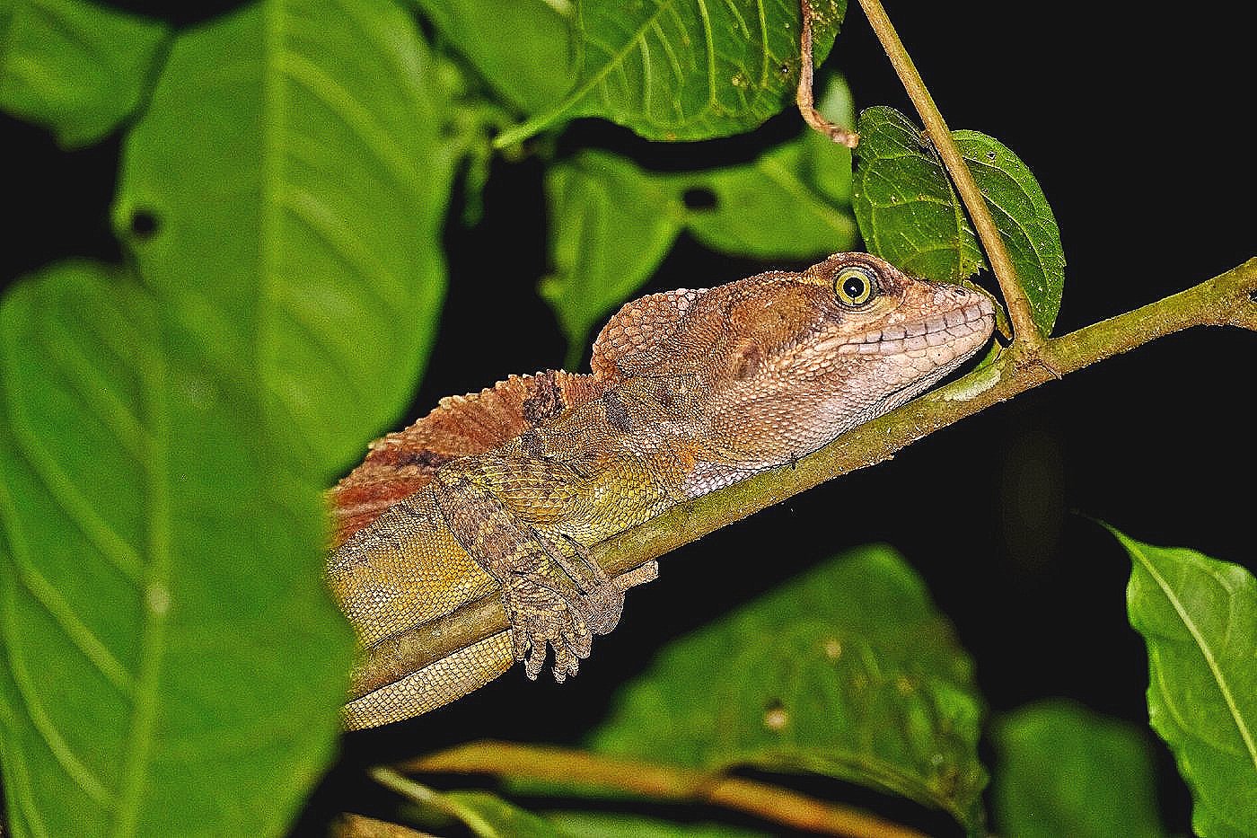 Spectacled Caiman (Caiman crocodilus) in Sirena wetlands - Corcovado National Park reptile
