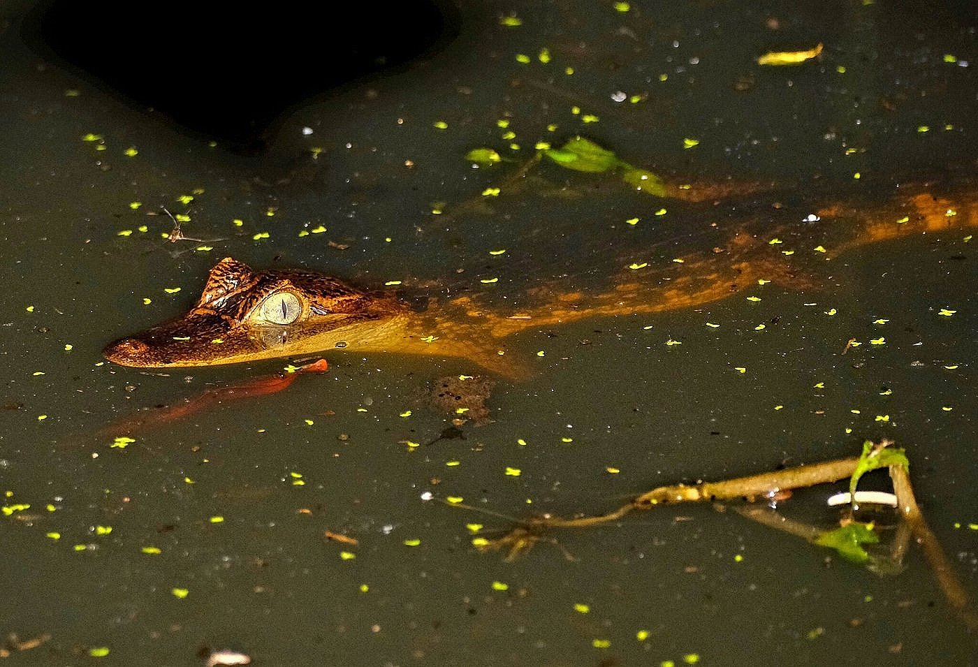 Spectacled Caiman basking in Corcovado river - Costa Rica crocodilian species