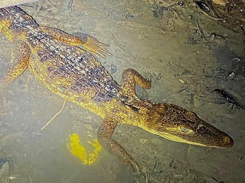 Young Spectacled Caiman in tropical wetland habitat - Osa Peninsula wildlife