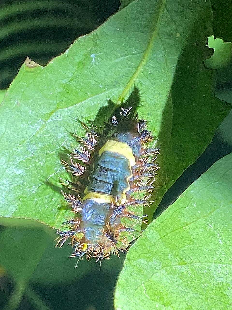 Tropical caterpillar species in Costa Rica rainforest - Lepidoptera larvae