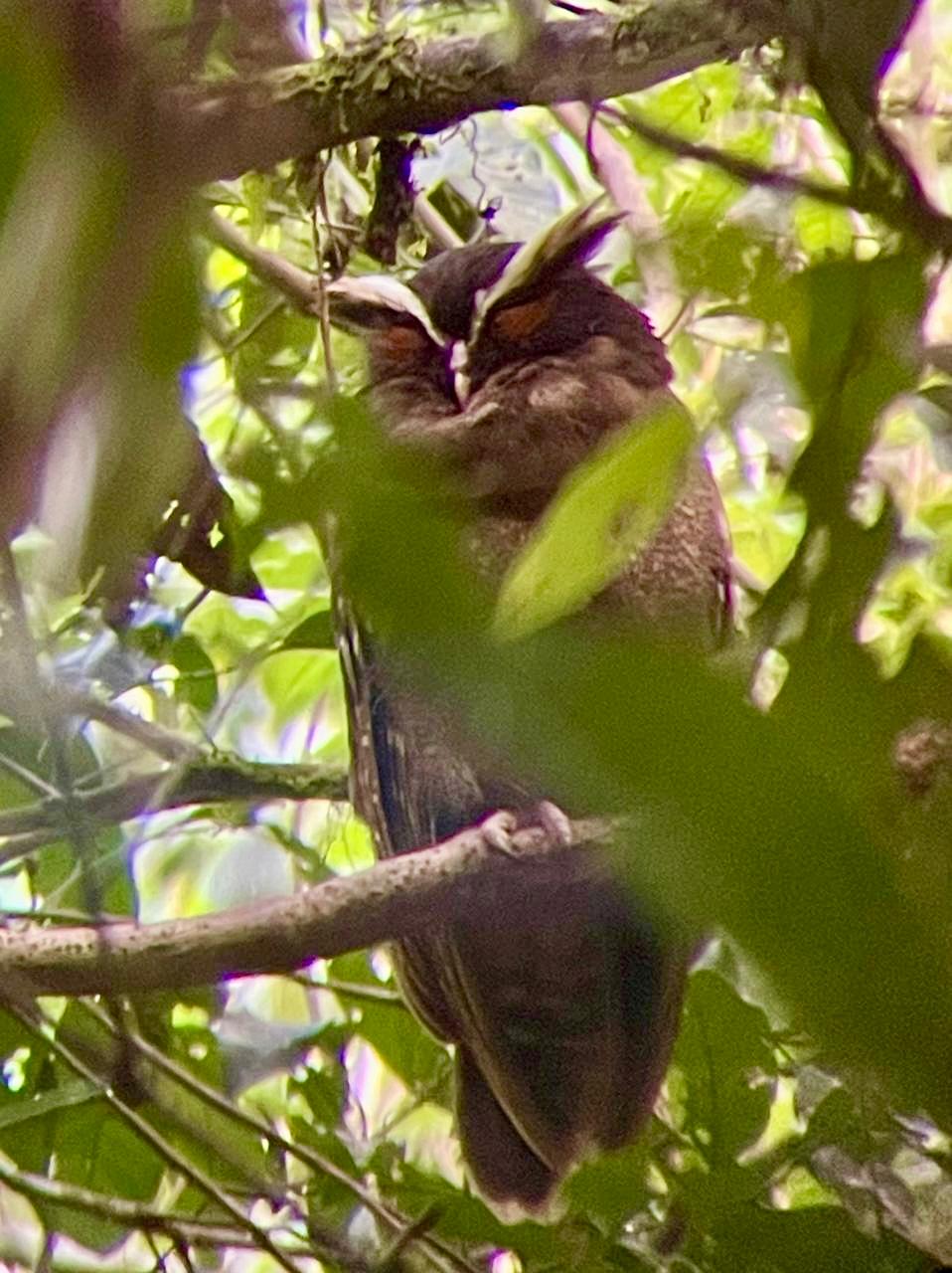 Crested Owl (Lophostrix cristata) on a night walk in Corcovado National Park, Costa Rica