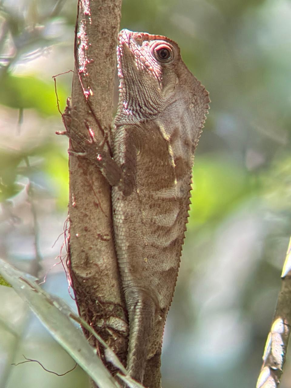 Helmeted Iguana (Corytophanes cristatus) camouflaged in the rainforest - Corcovado National Park, Costa Rica