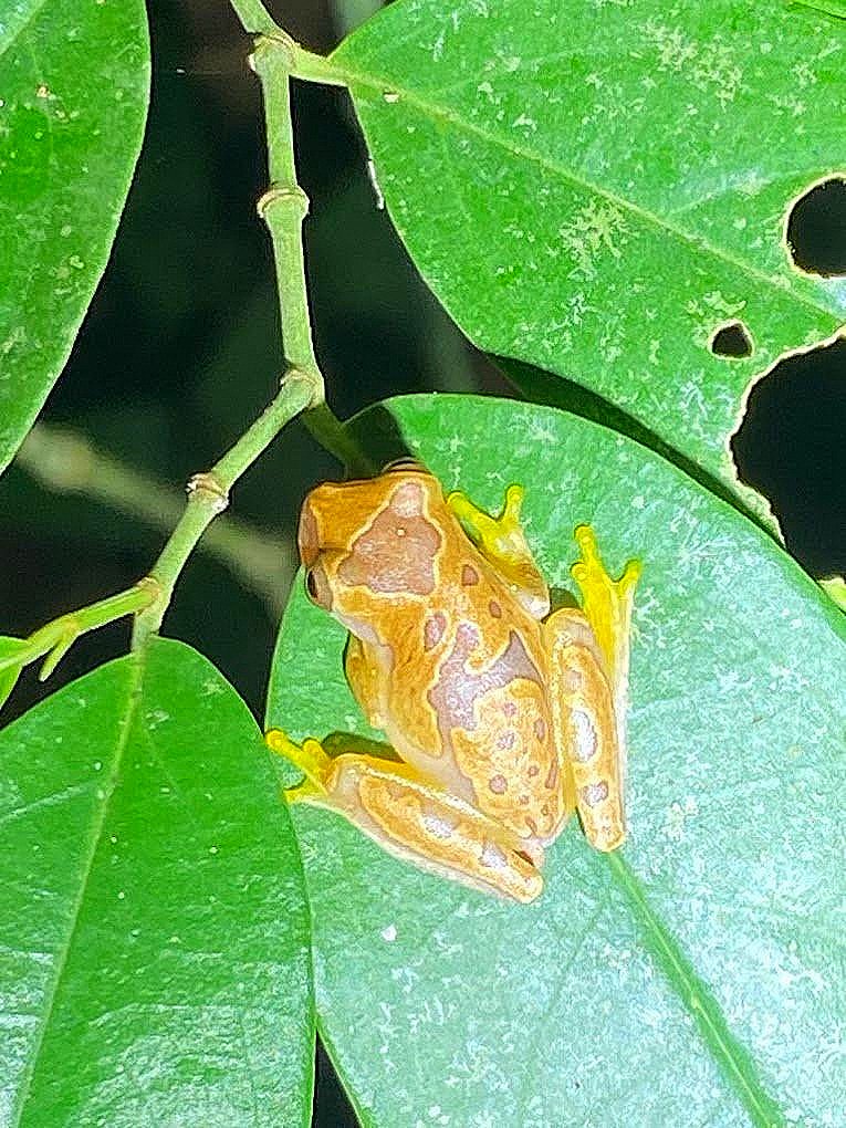 Hourglass Tree Frog