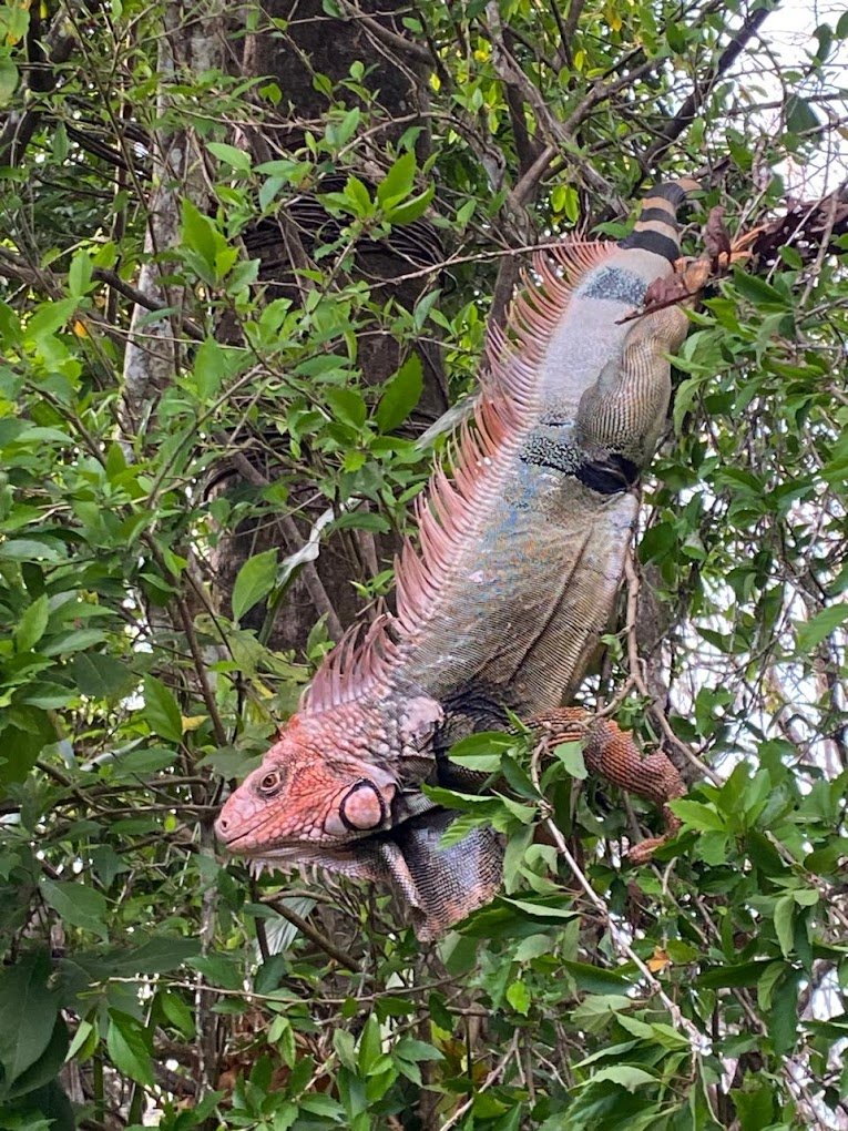 Green Iguana (Iguana iguana) basking in rainforest canopy - Common Costa Rica reptile