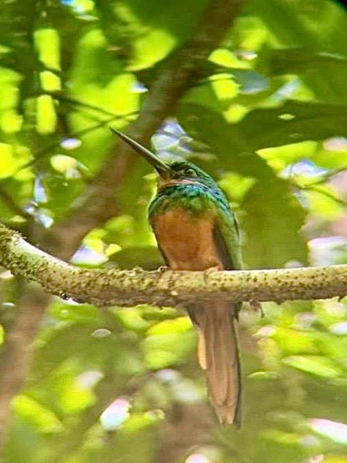Rufous-tailed Jacamar (Galbula ruficauda) - Iridescent insect-hunting bird of Costa Rica's rainforest