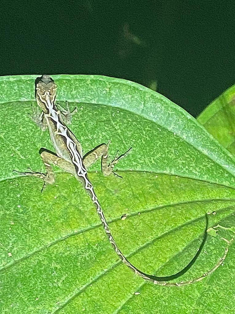 Tropical lizard species in Corcovado National Park habitat