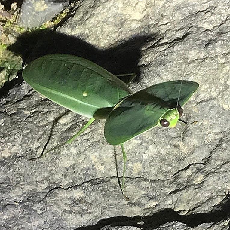 Praying Mantis - Predatory insect in Costa Rican tropical rainforest ecosystem