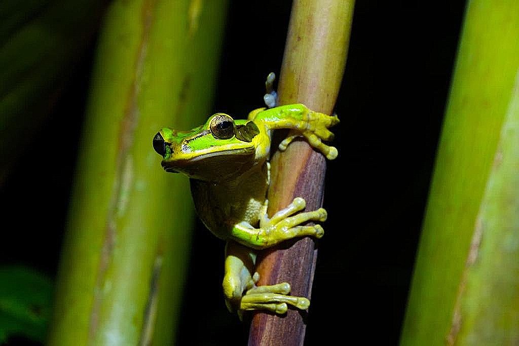 Masked Tree Frog (Smilisca phaeota) calling at night - Osa Peninsula amphibian diversity