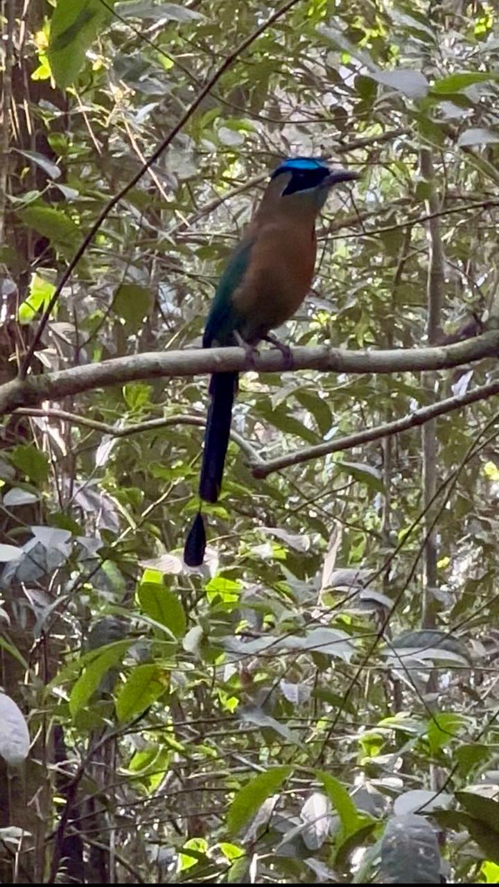 Motmot perched in the rainforest understory - Tropical bird of Costa Rica's Osa Peninsula