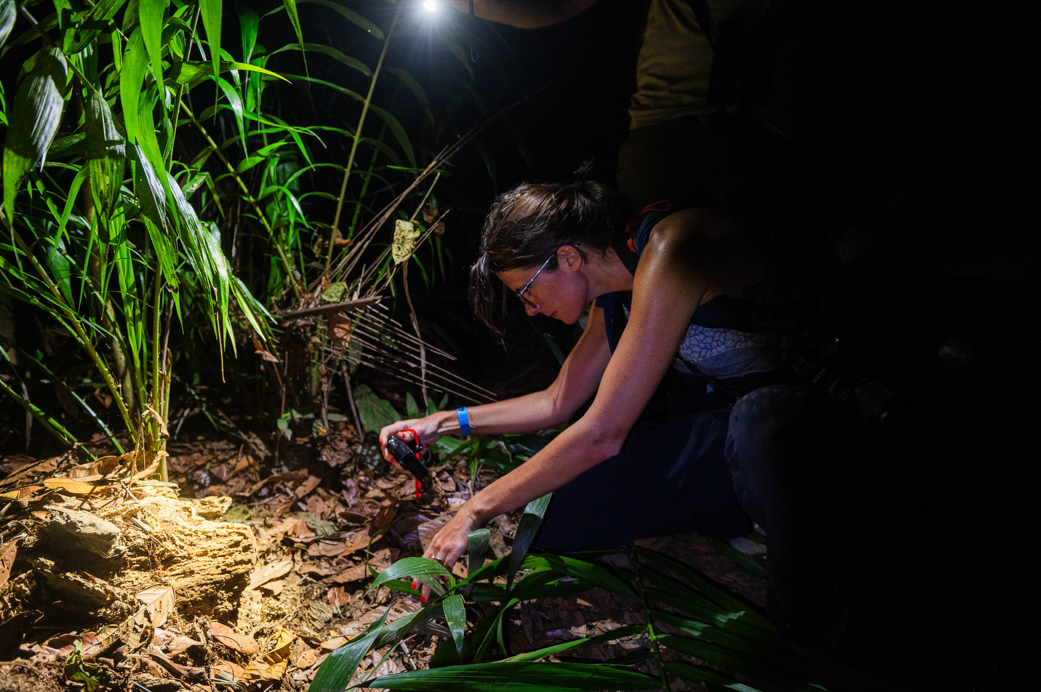 Guest photographing insects on the forest floor with a flashlight during a Costa Rica night tour