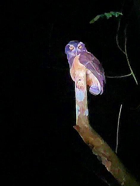 Spectacled Owl (Pulsatrix perspicillata) - Large tropical owl species on Corcovado night tour