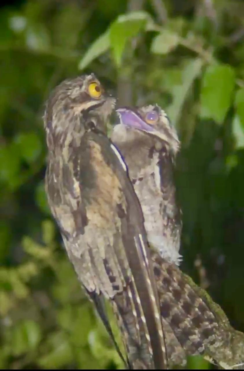 Common Potoo (Nyctibius griseus) with chick camouflaged on a branch - Corcovado National Park, Costa Rica