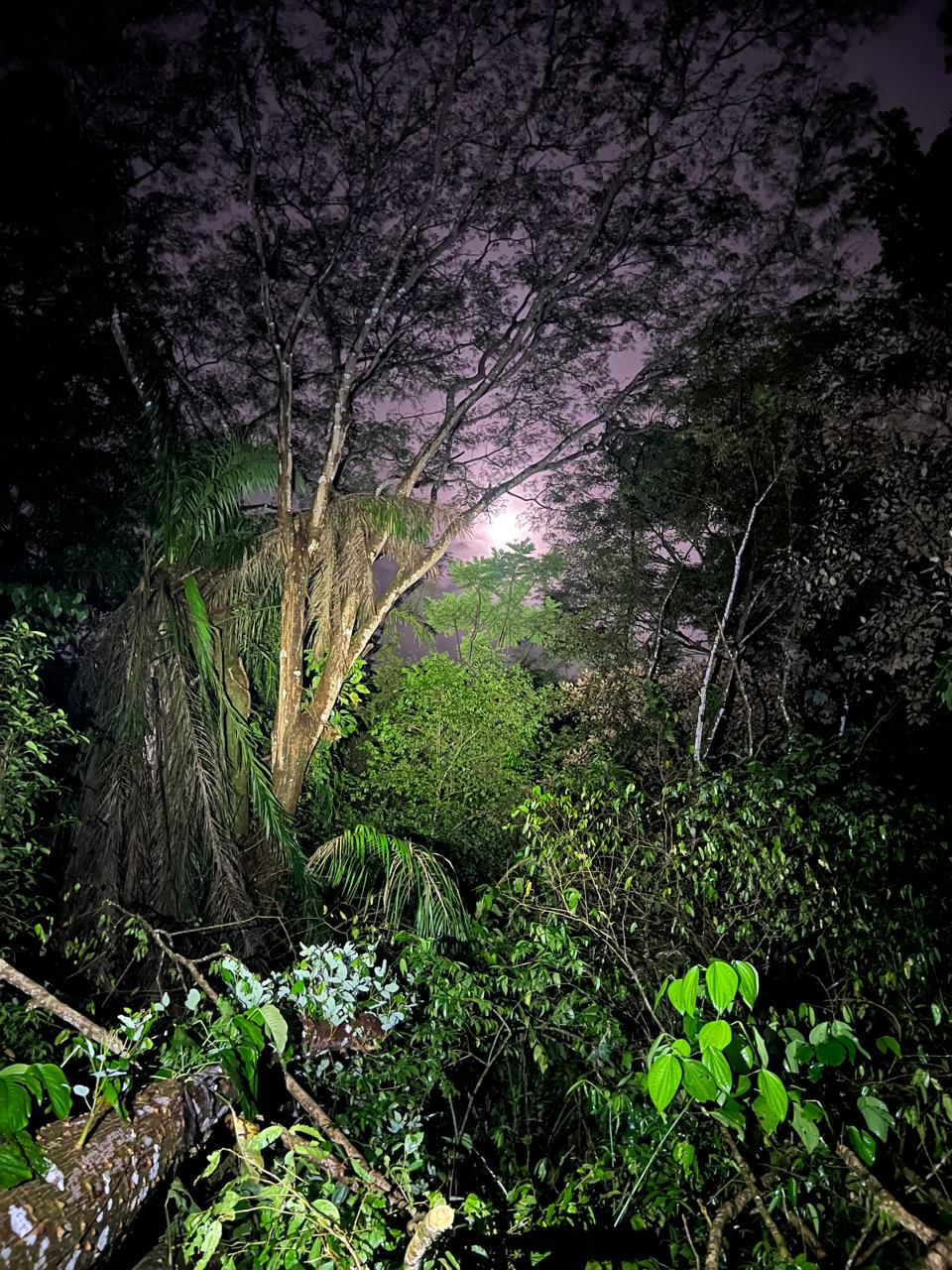 The rainforest after dark - Nocturnal wilderness of Costa Rica's Osa Peninsula