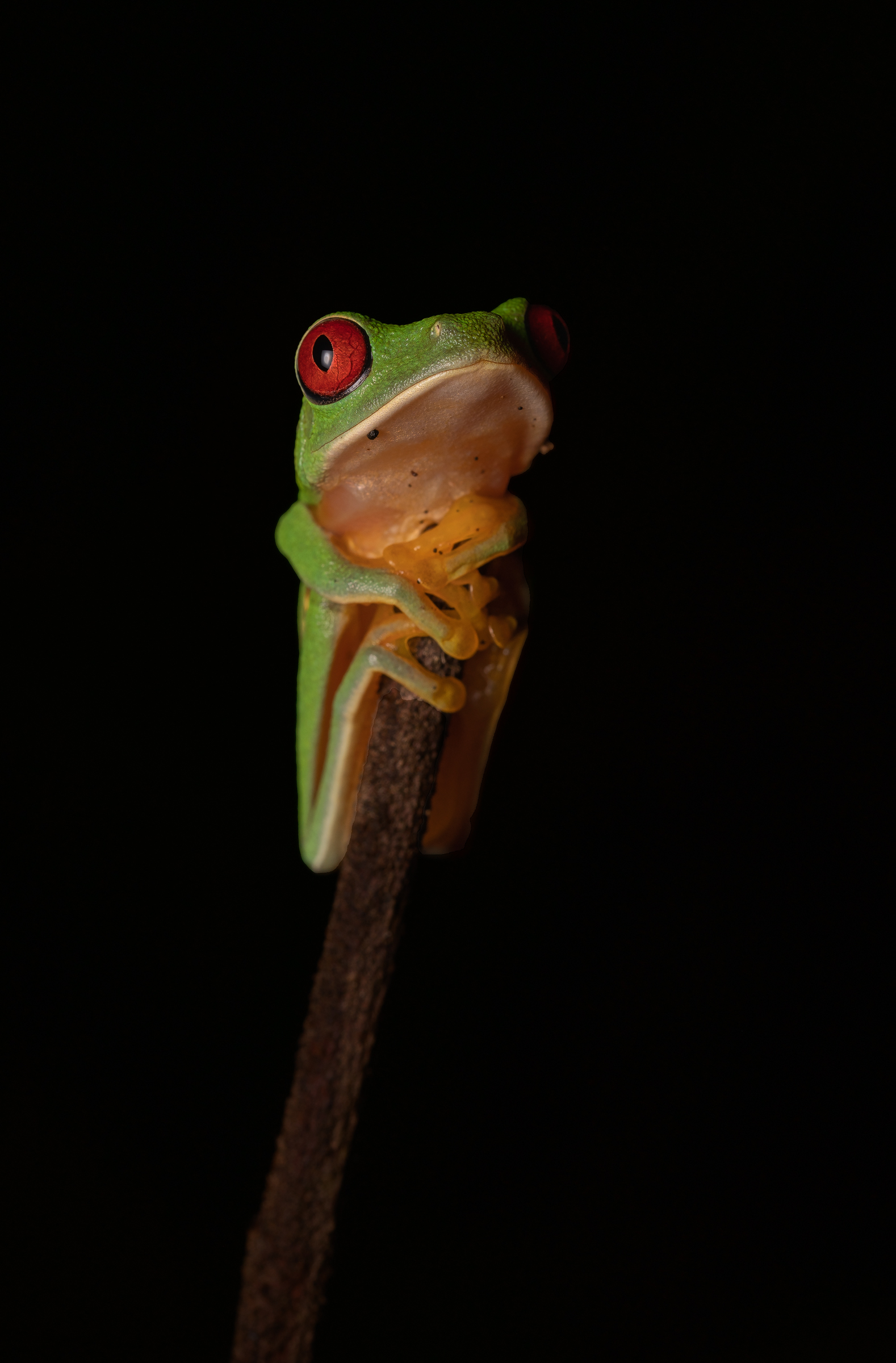 Red-eyed tree frog perched on a stem at night in the Costa Rican rainforest