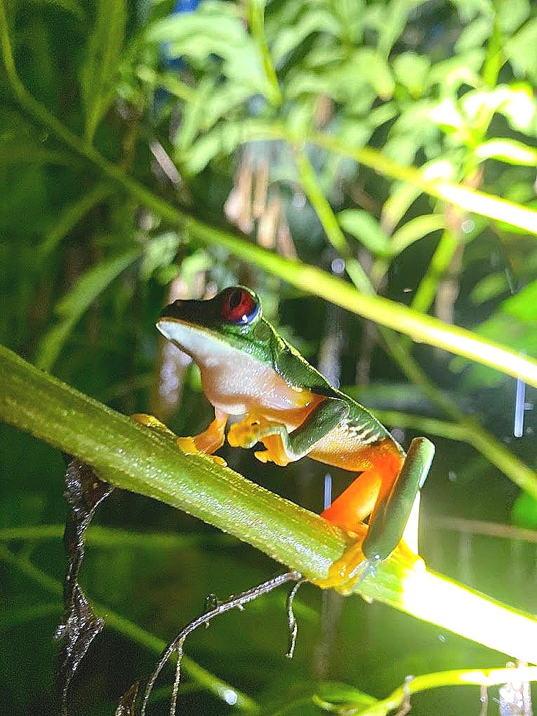 Red-Eyed Tree Frog