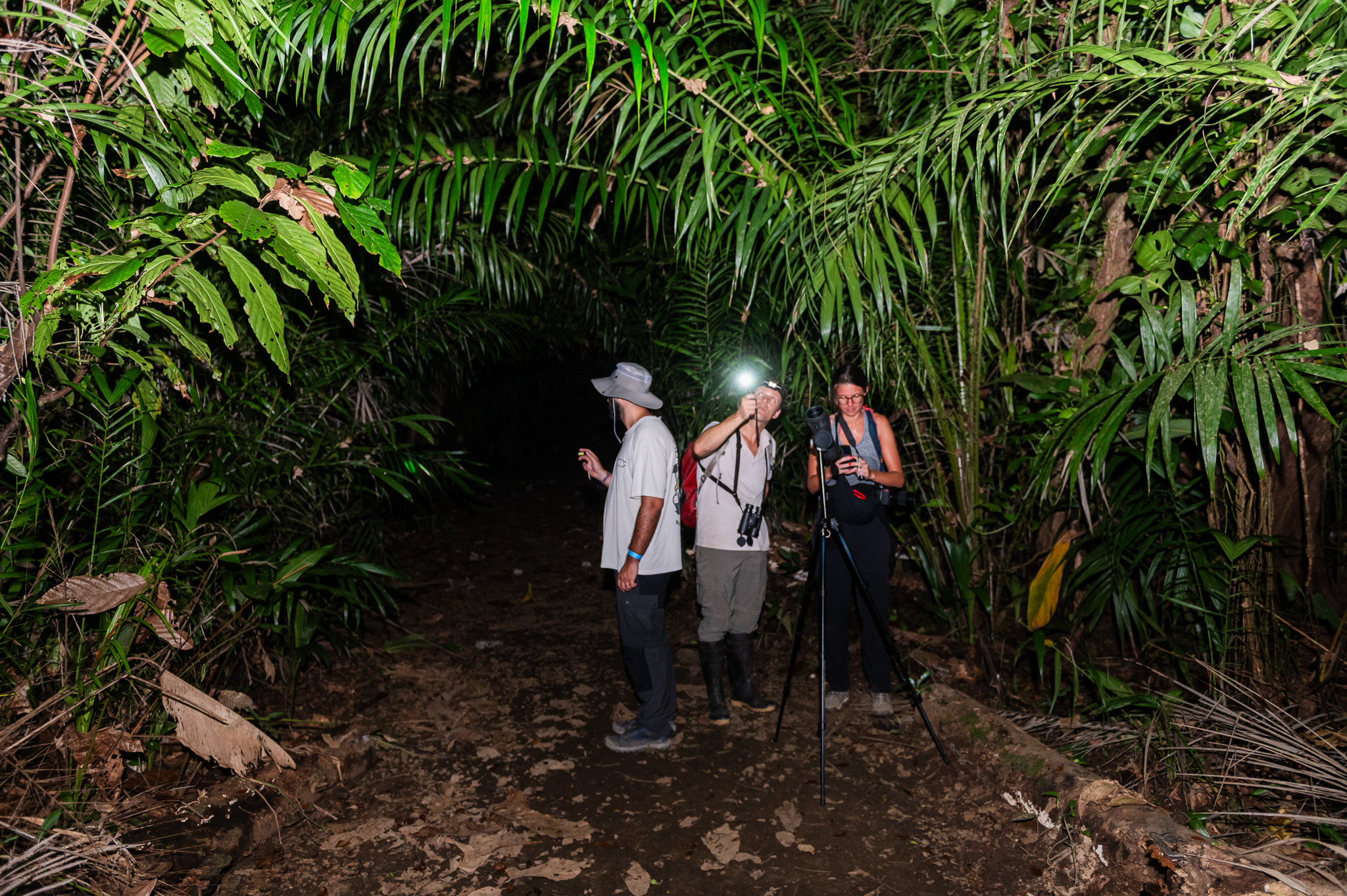 Guide with flashlight and small group spotting wildlife in a rainforest tunnel at night - Uvita, Costa Rica