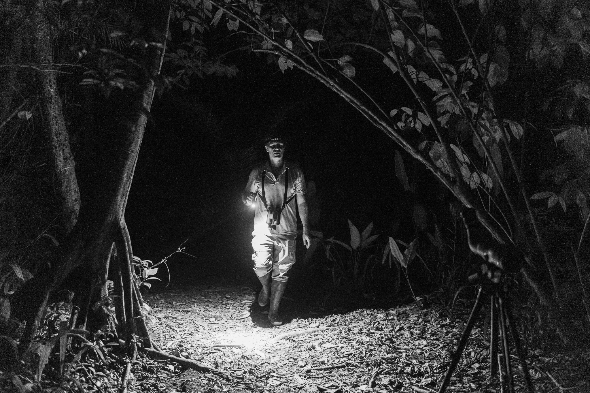 Black and white photo of a naturalist guide walking a rainforest trail by headlamp at night - Osa Peninsula, Costa Rica