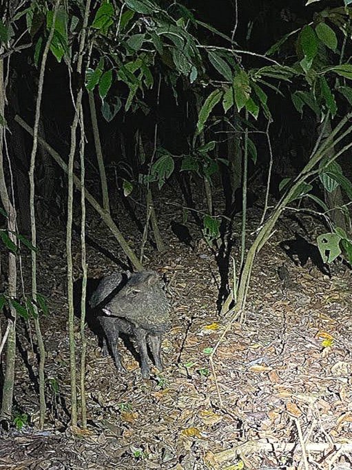 White-nosed Coati (Nasua narica) foraging in Corcovado - Social mammal of Central American rainforests