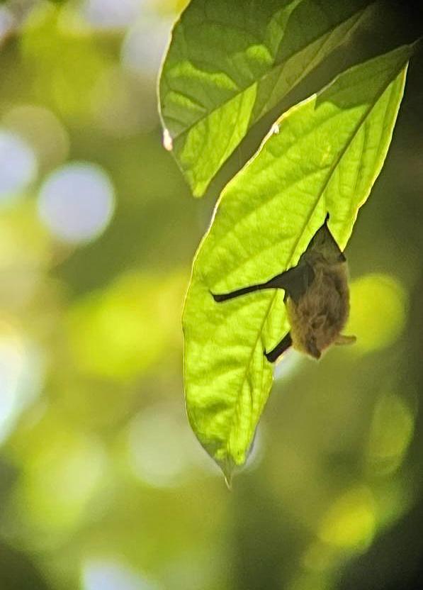 Bat roosting at night during a guided night tour - Osa Peninsula rainforest wildlife, Costa Rica